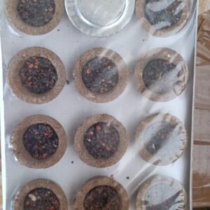 Havan cup dhupbati